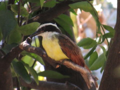 Pitangus sulphuratus