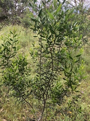 Acacia verniciflua