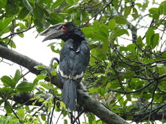 Bycanistes bucinator