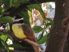 Pitangus sulphuratus