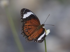 Cethosia penthesilea