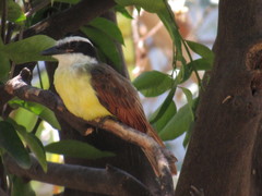 Pitangus sulphuratus