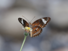 Cethosia penthesilea