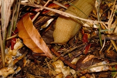 Polytoxon robustum