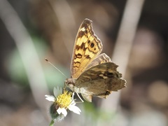 Junonia erigone