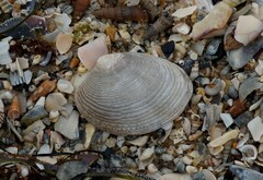 Katelysia rhytiphora