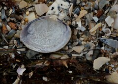 Katelysia rhytiphora