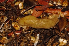 Polytoxon robustum
