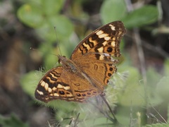 Junonia erigone