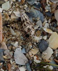 Batillaria australis