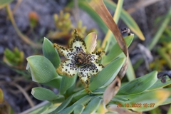 Ferraria