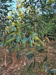 Cinnamomum