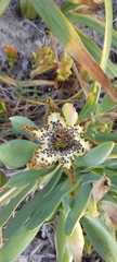 Ferraria