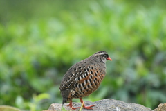 Perdicula erythrorhyncha