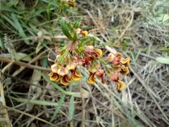 Hermannia joubertiana