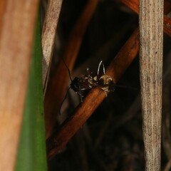 Polyrhachis rufifemur