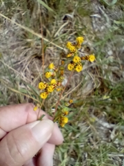 Hermannia joubertiana