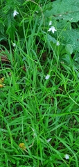 Wahlenbergia violacea
