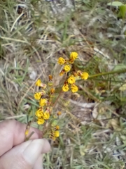 Hermannia joubertiana