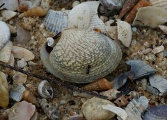 Katelysia rhytiphora