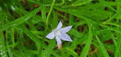 Wahlenbergia violacea