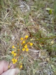 Hermannia joubertiana