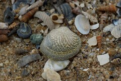 Katelysia rhytiphora