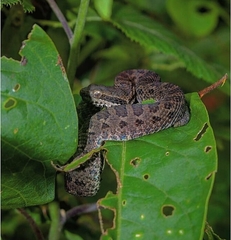 Crotalus campbelli