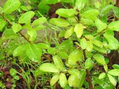 Ficus burkei
