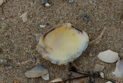 Katelysia rhytiphora