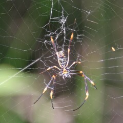 Trichonephila plumipes