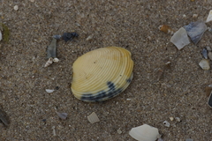 Katelysia rhytiphora