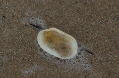 Venerupis galactites