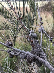 Allocasuarina mackliniana