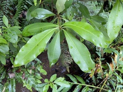Ardisia sieboldii