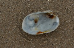 Venerupis galactites