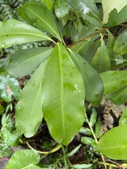 Ardisia sieboldii