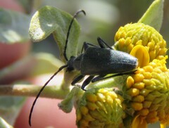Tomentgaurotes batesi