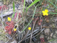 Utricularia subulata