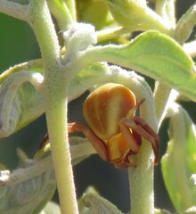 Misumenoides