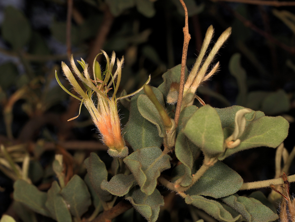 Erianthemum ngamicum