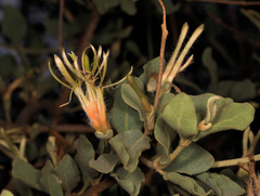 Erianthemum ngamicum