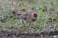 Calidris acuminata