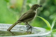 Andropadus importunus