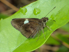 Notocrypta paralysos