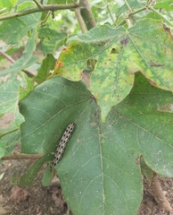 Spodoptera litura