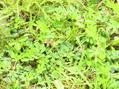 Indigofera hendecaphylla