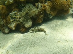 Parapercis australis