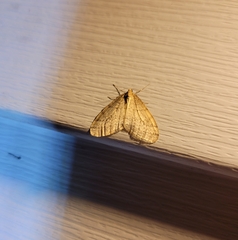 Operophtera bruceata