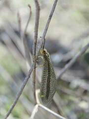 Brachynemurus versutus